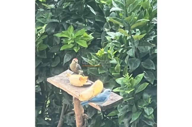 Fincas y Casas Campestres, Venta, Dagua - $480.000.000