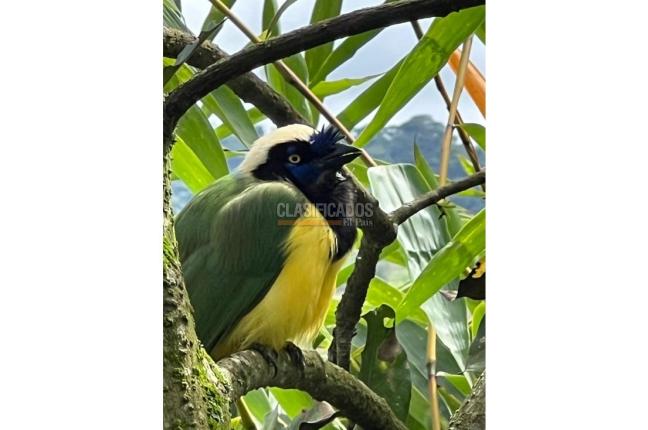 Fincas y Casas Campestres, Venta, Dagua - $480.000.000