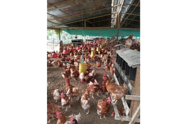 Fincas y Casas Campestres, Venta en Guacarí