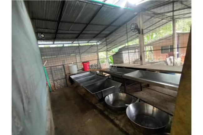 Fincas y Casas Campestres, Venta, Guacarí - $450.000.000