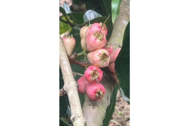 Fincas y Casas Campestres, Venta, Dagua - $480.000.000