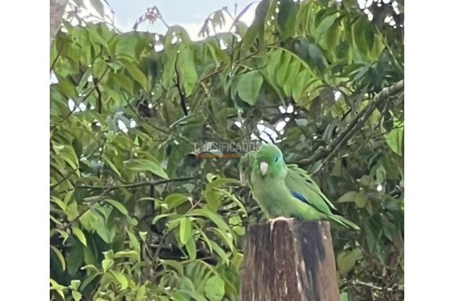 Fincas y Casas Campestres, Venta, Dagua - $480.000.000