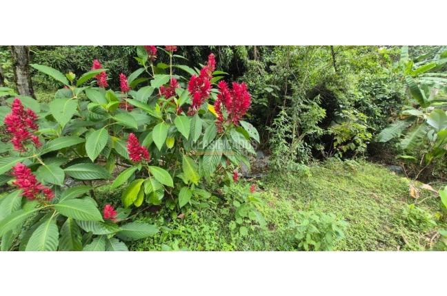 Lotes, Venta, Palmira - $125.000.000