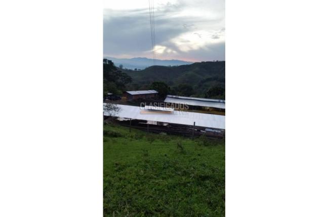 Fincas y Casas Campestres, Venta, Guacarí - $1.200.000.000