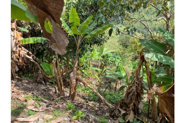 Fincas y Casas Campestres, Venta, Tuluá - $220.000.000