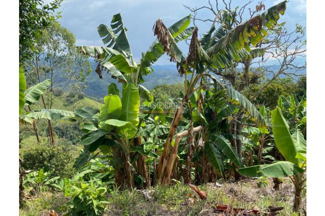 Fincas y Casas Campestres, Venta, Tuluá - $220.000.000