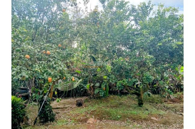 Fincas y Casas Campestres, Venta, La Cumbre