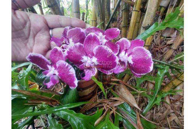 Lotes, Venta, La Buitrera - $295.000.000