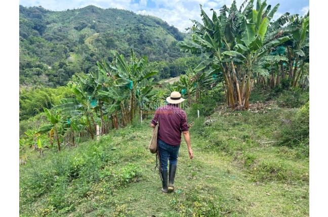 Fincas y Casas Campestres, Venta en Anserma