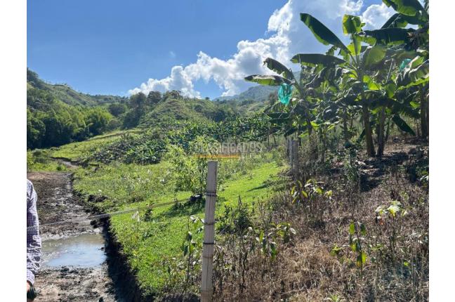 Fincas y Casas Campestres, Venta, Anserma - $1.100.000.000