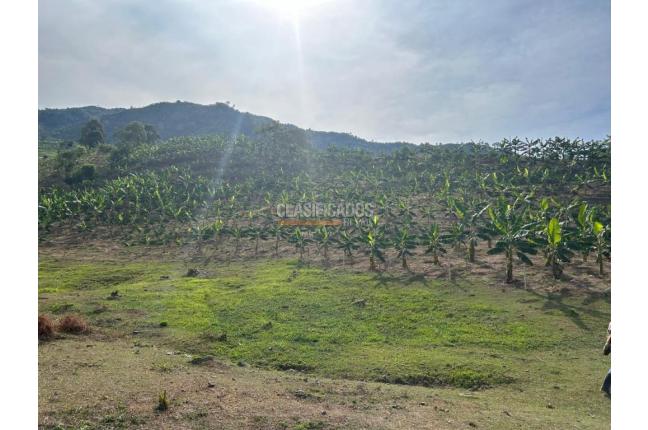 Fincas y Casas Campestres, Venta, Anserma - $1.100.000.000