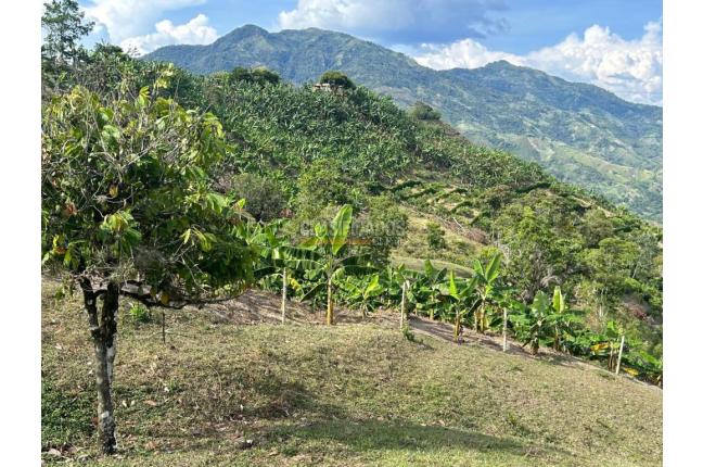 Fincas y Casas Campestres, Venta, Anserma - $1.100.000.000