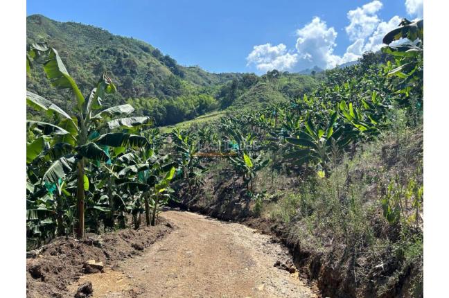 Fincas y Casas Campestres, Venta, Anserma - $1.100.000.000