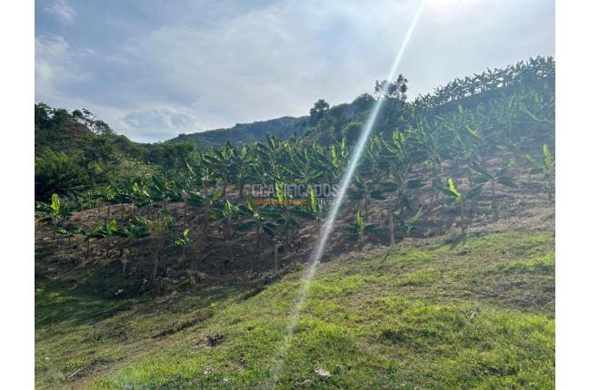 Fincas y Casas Campestres, Venta, Anserma - $1.100.000.000