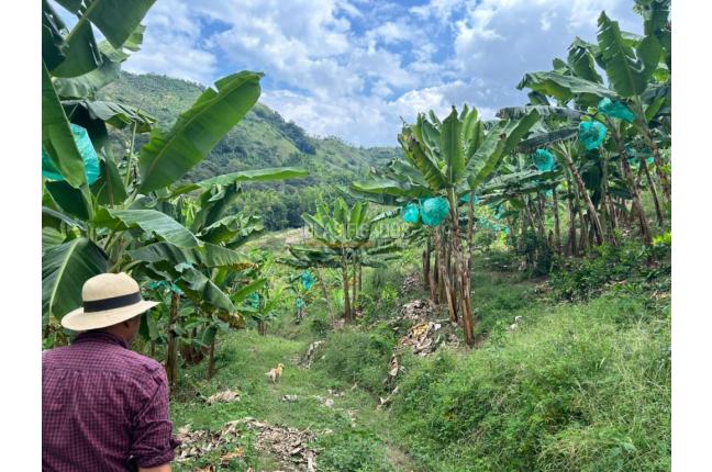 Fincas y Casas Campestres, Venta, Anserma - $1.100.000.000