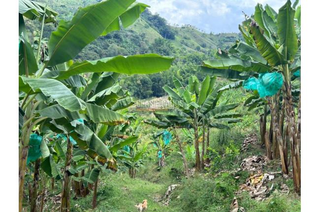 Fincas y Casas Campestres, Venta, Anserma - $1.100.000.000