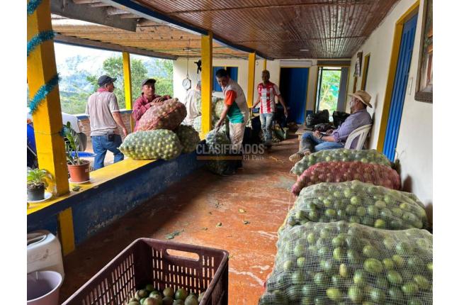 Fincas y Casas Campestres, Venta, Anserma - $1.100.000.000