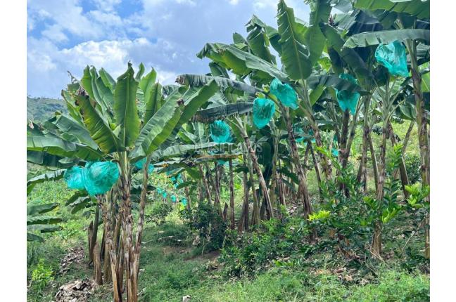 Fincas y Casas Campestres, Venta, Anserma - $1.100.000.000