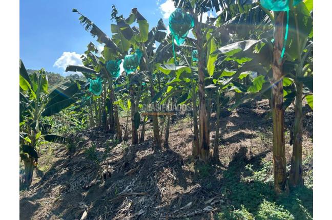 Fincas y Casas Campestres, Venta, Anserma - $1.100.000.000