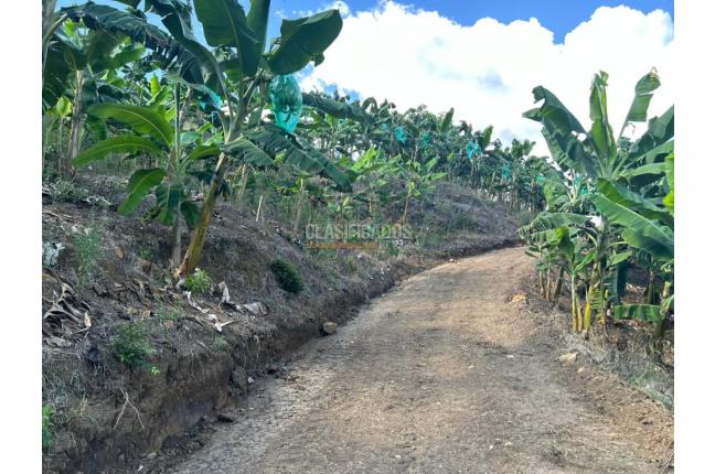 Fincas y Casas Campestres, Venta, Anserma - $1.100.000.000