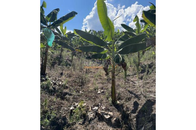 Fincas y Casas Campestres, Venta, Anserma - $1.100.000.000