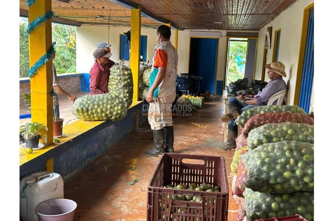 Fincas y Casas Campestres, Venta, Anserma - $1.100.000.000