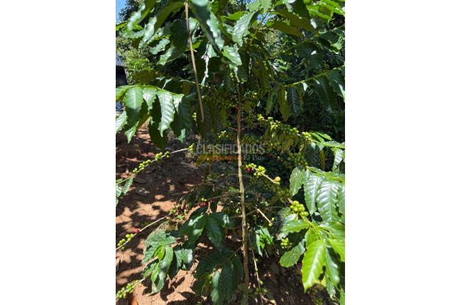 Casas, Venta en Floridablanca