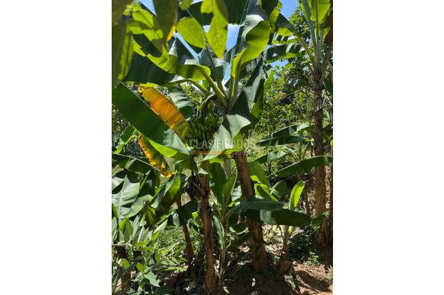 Casas, Venta, Floridablanca - $650.000.000