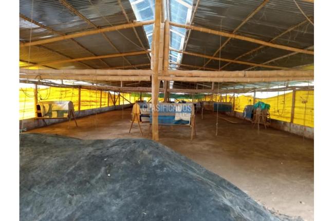 Fincas y Casas Campestres, Venta en Guacarí