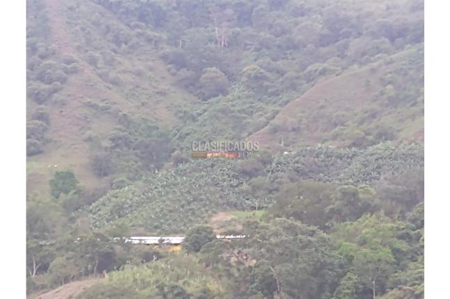 Fincas y Casas Campestres, Venta, Guacarí - $1.200.000.000