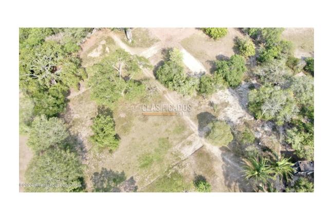 Casas, Venta, Carmen de Apicala - $537.350.000