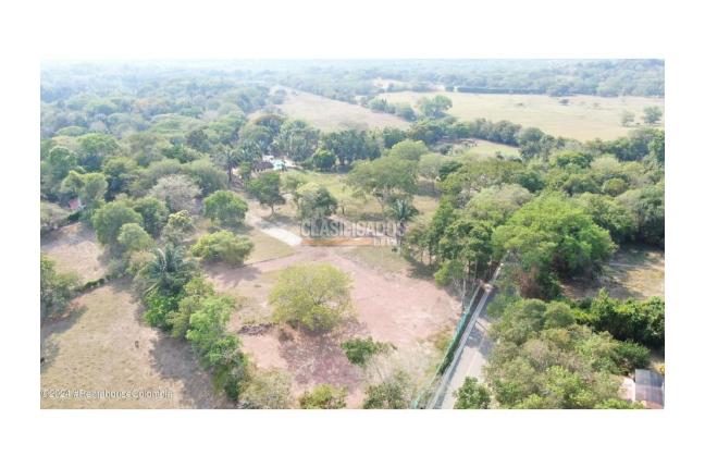 Casas, Venta, Carmen de Apicala - $537.350.000