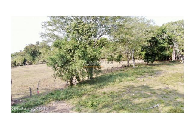 Casas, Venta, Carmen de Apicala - $537.350.000