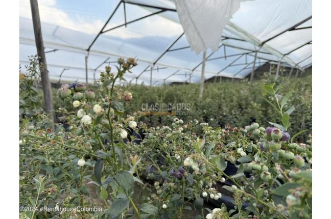 Casas, Venta, Zipaquira - $900.000.000