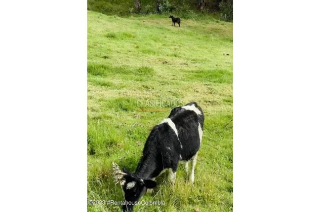 Lotes, Venta, Guasca - $2.200.000.000