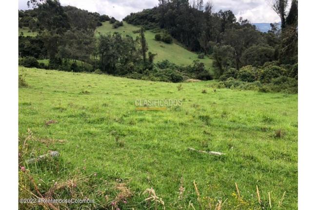 Lotes, Venta, La Calera - $1.150.000.000
