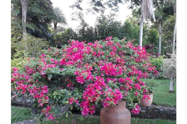 Casas, Venta, Pance - $3.500.000.000