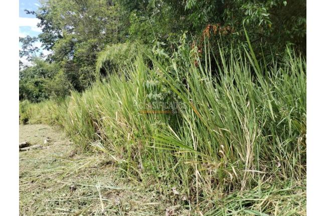 Lotes, Venta, Pereira - $980.000.000