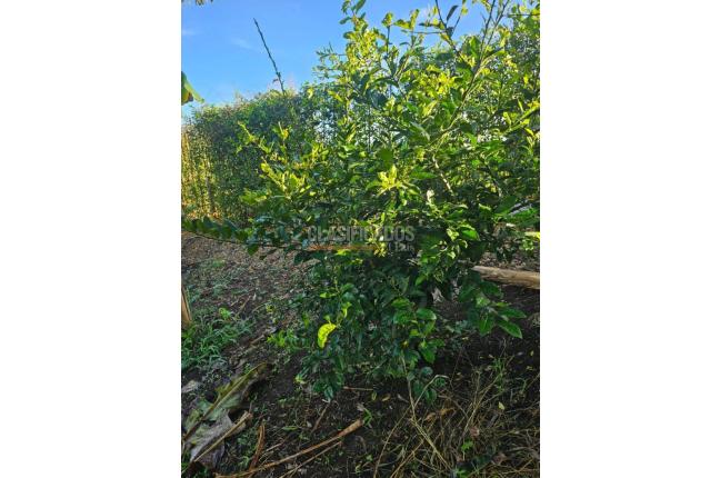 Lotes, Venta en Pereira