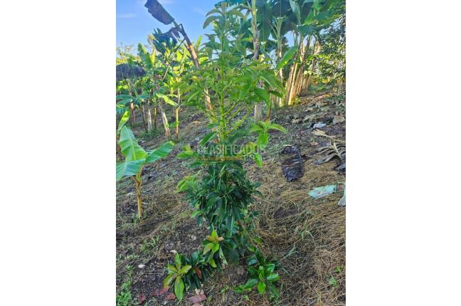 Lotes, Venta, Pereira - $170.000.000