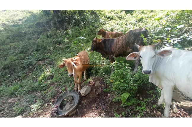 Fincas y Casas Campestres, Venta en Restrepo