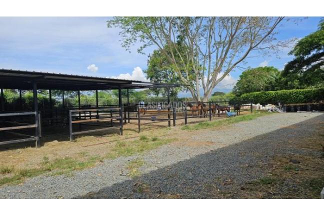 Lotes, Venta, Palmira - $950.000.000