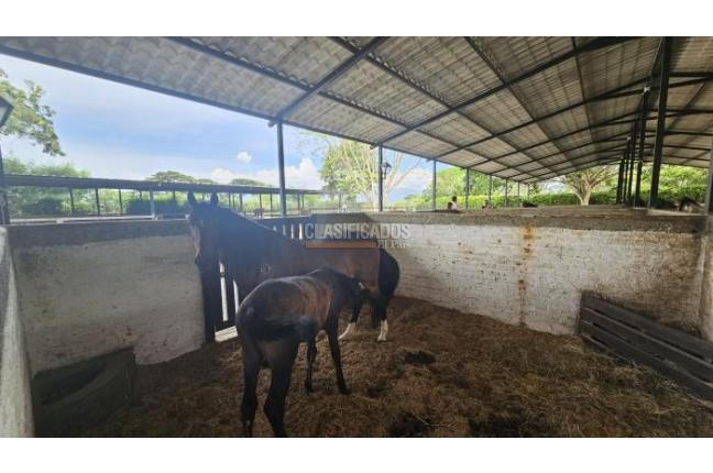 Lotes, Venta, Palmira - $950.000.000