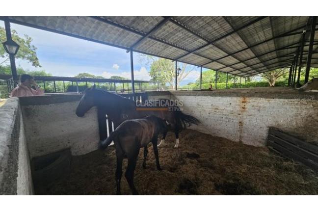 Lotes, Venta, Palmira - $950.000.000