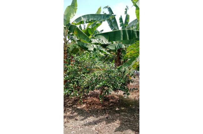 Fincas y Casas Campestres, Venta, Palmira - $400.000.000
