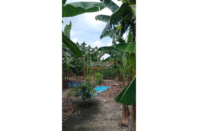 Fincas y Casas Campestres, Venta, Palmira - $400.000.000