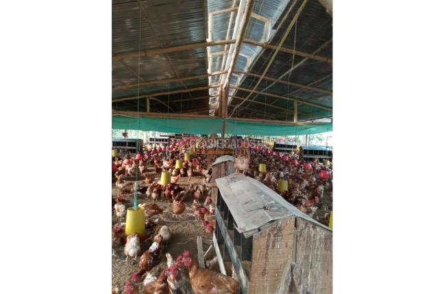 Fincas y Casas Campestres, Venta en Guacarí