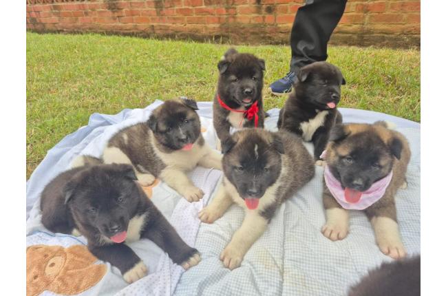 CACHORROS AKITA AMERICANOS - Mascotas
