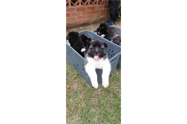 CACHORROS AKITA AMERICANOS - Mascotas