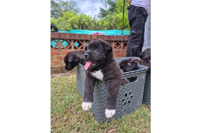 CACHORROS AKITA AMERICANOS - Mascotas
